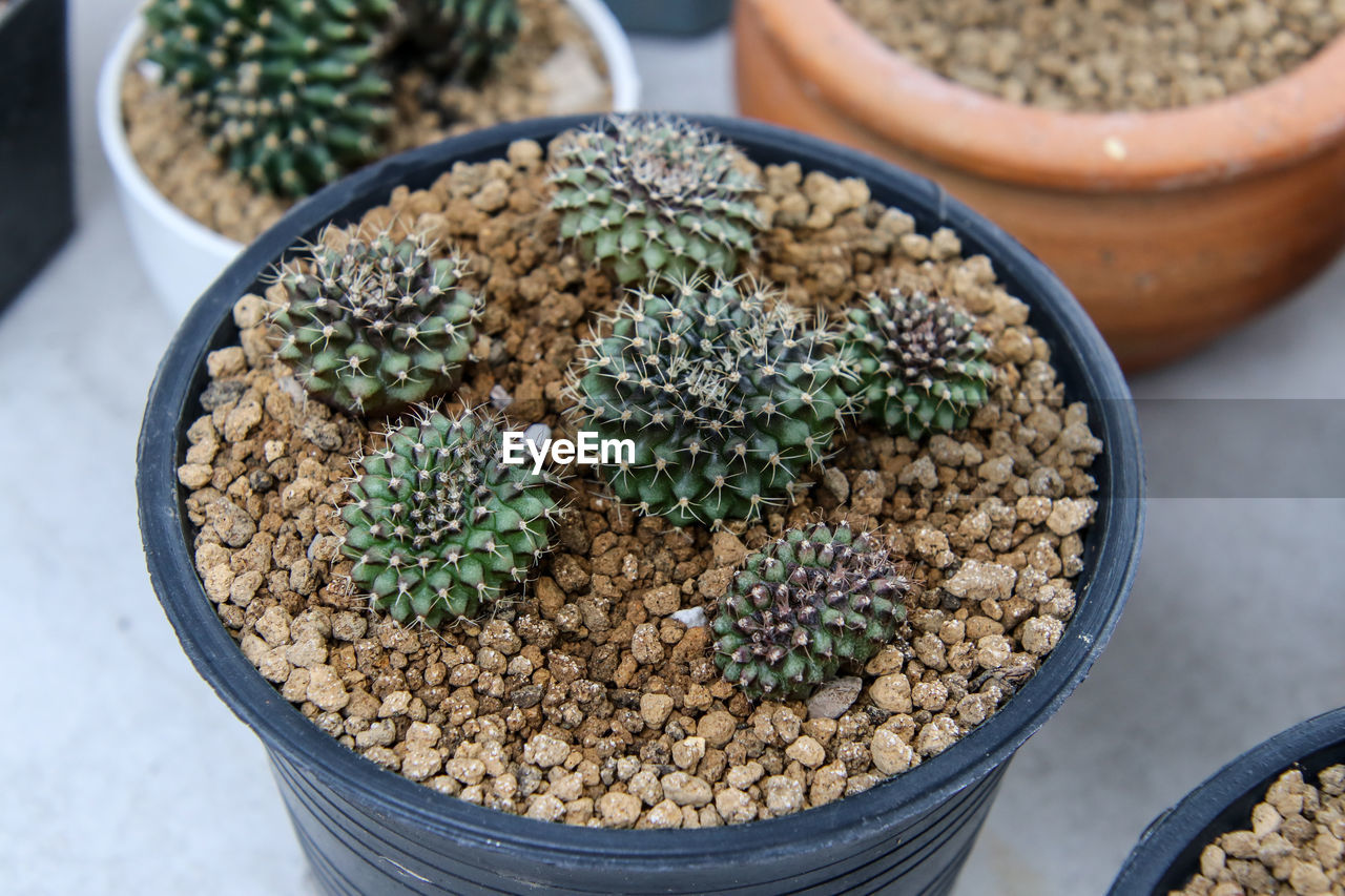 High angle view of potted plants on table