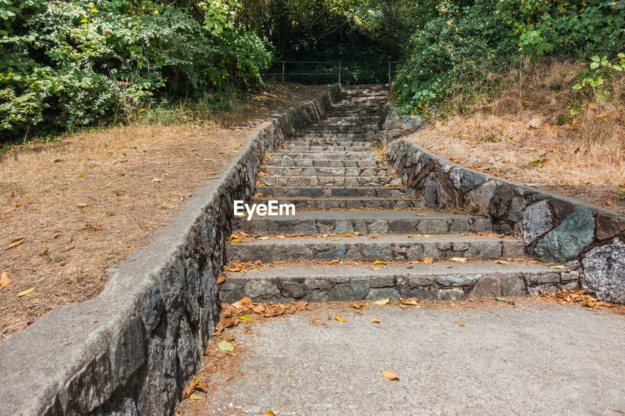 Steps amidst trees