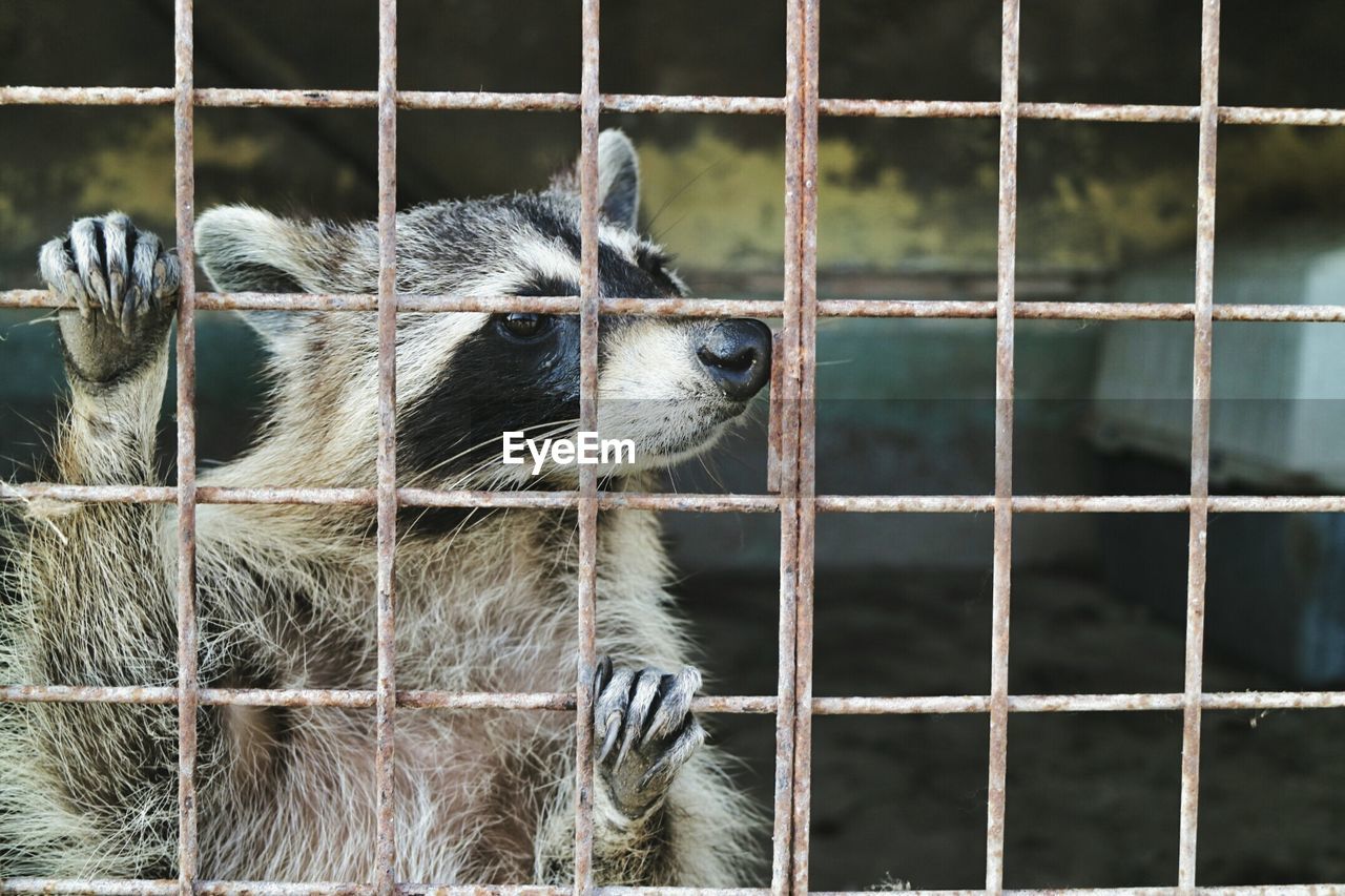 Close-up of a caged animal