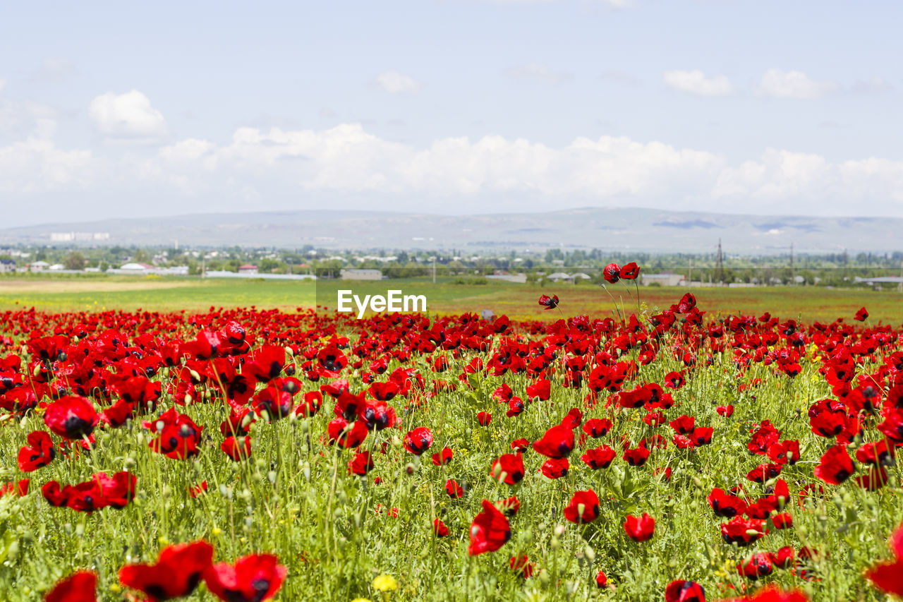 POPPIES ON FIELD AGAINST SKY