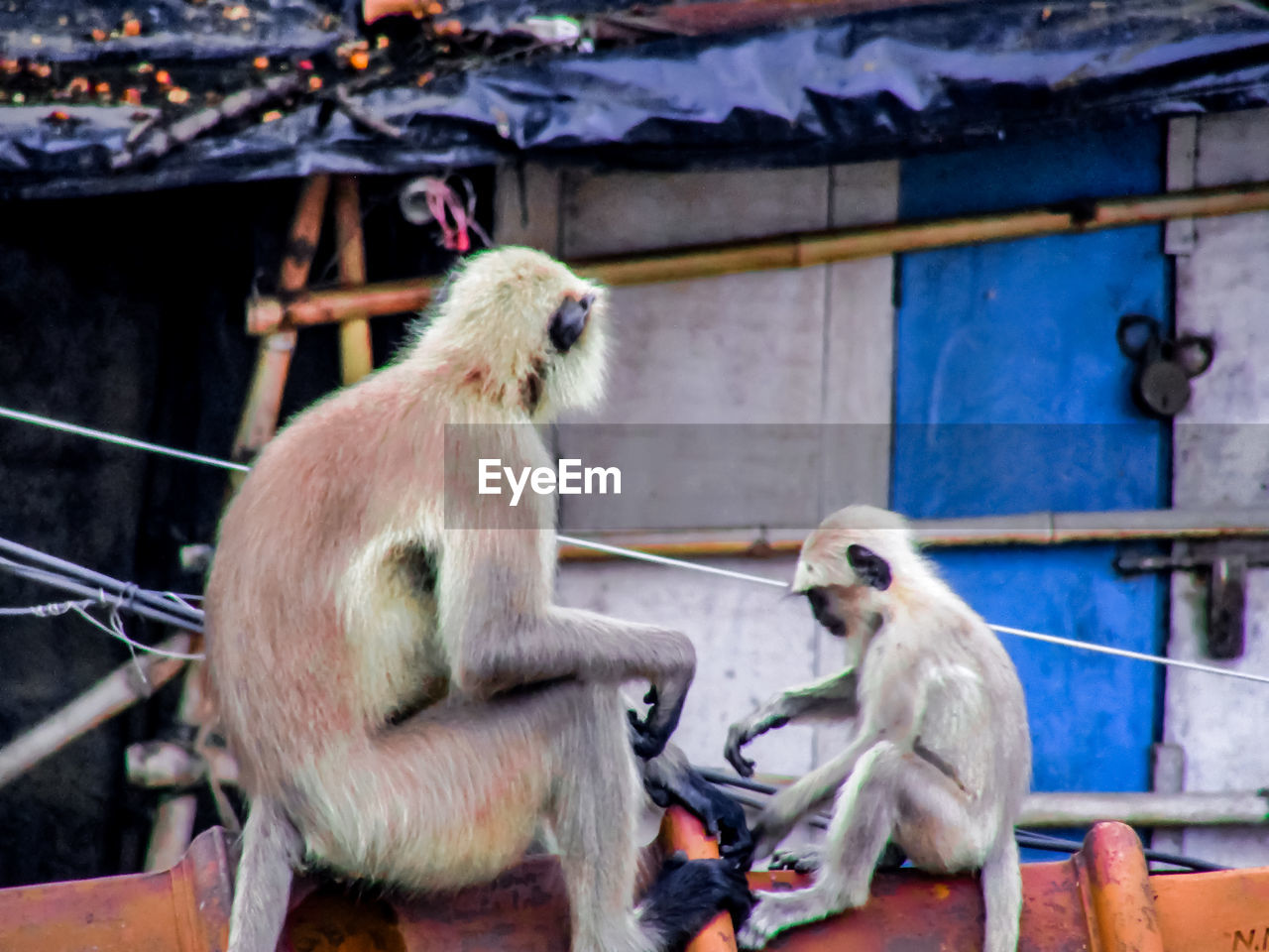 MONKEY SITTING ON A ZOO