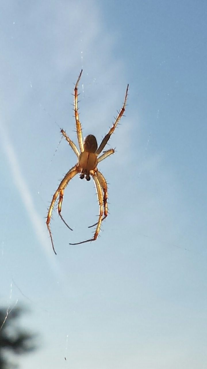 CLOSE-UP OF SPIDER WEB