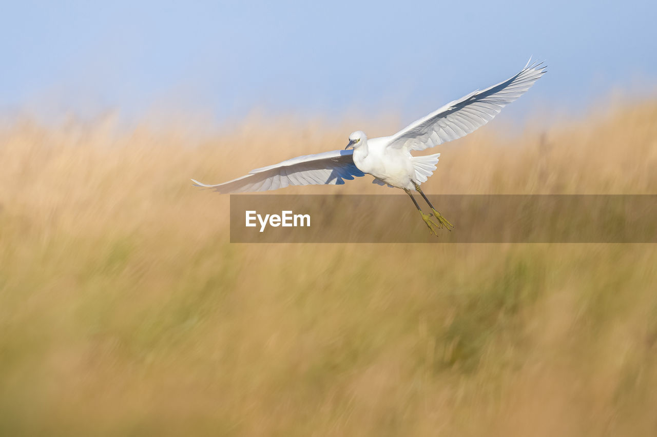 White  little egret flying in the country 