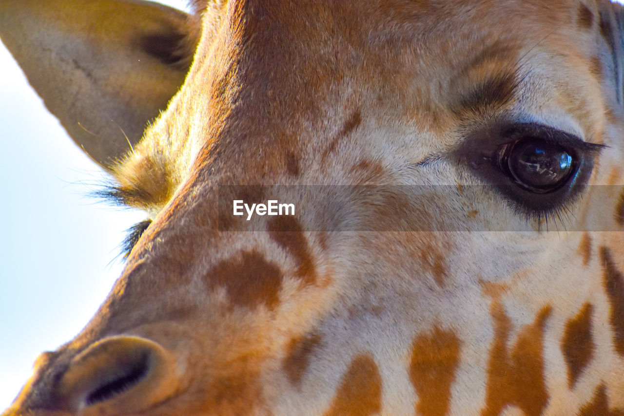 Cute giraffe face close up on safari in africa