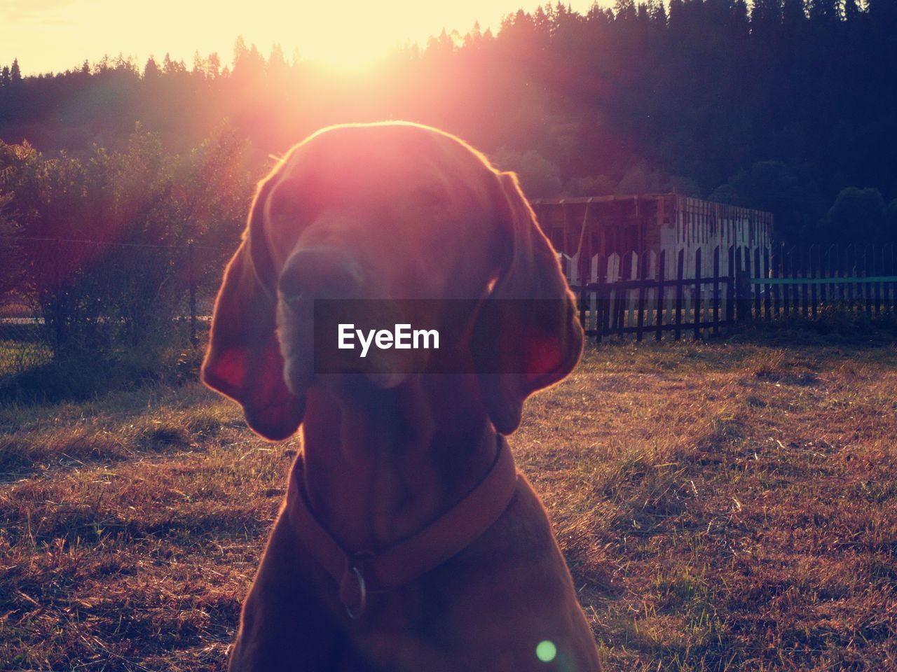 CLOSE-UP OF DOG LOOKING AWAY ON FIELD