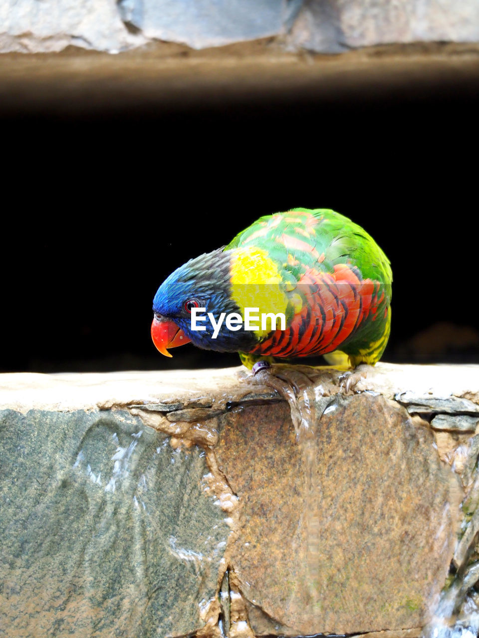 Close-up of rainbow lorikeet perching on stone