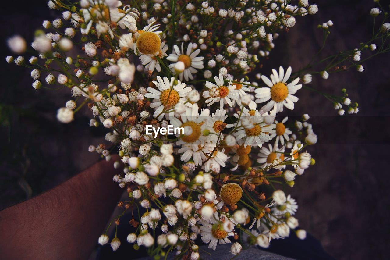 Close-up of white flowers blooming outdoors