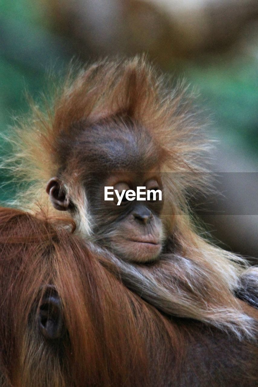 Close-up of orangutan baby