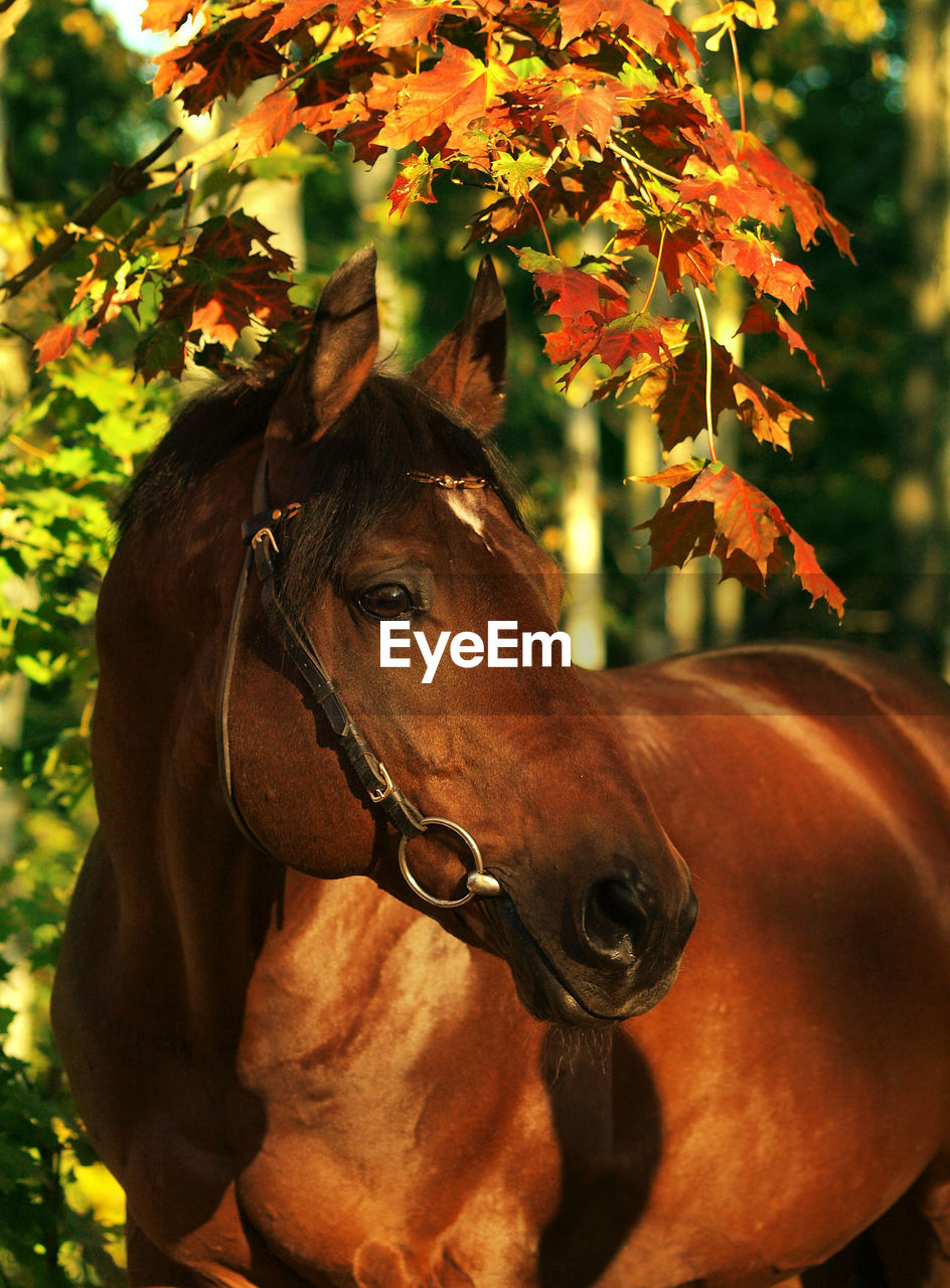 Close-up of horse standing at forest during autumn