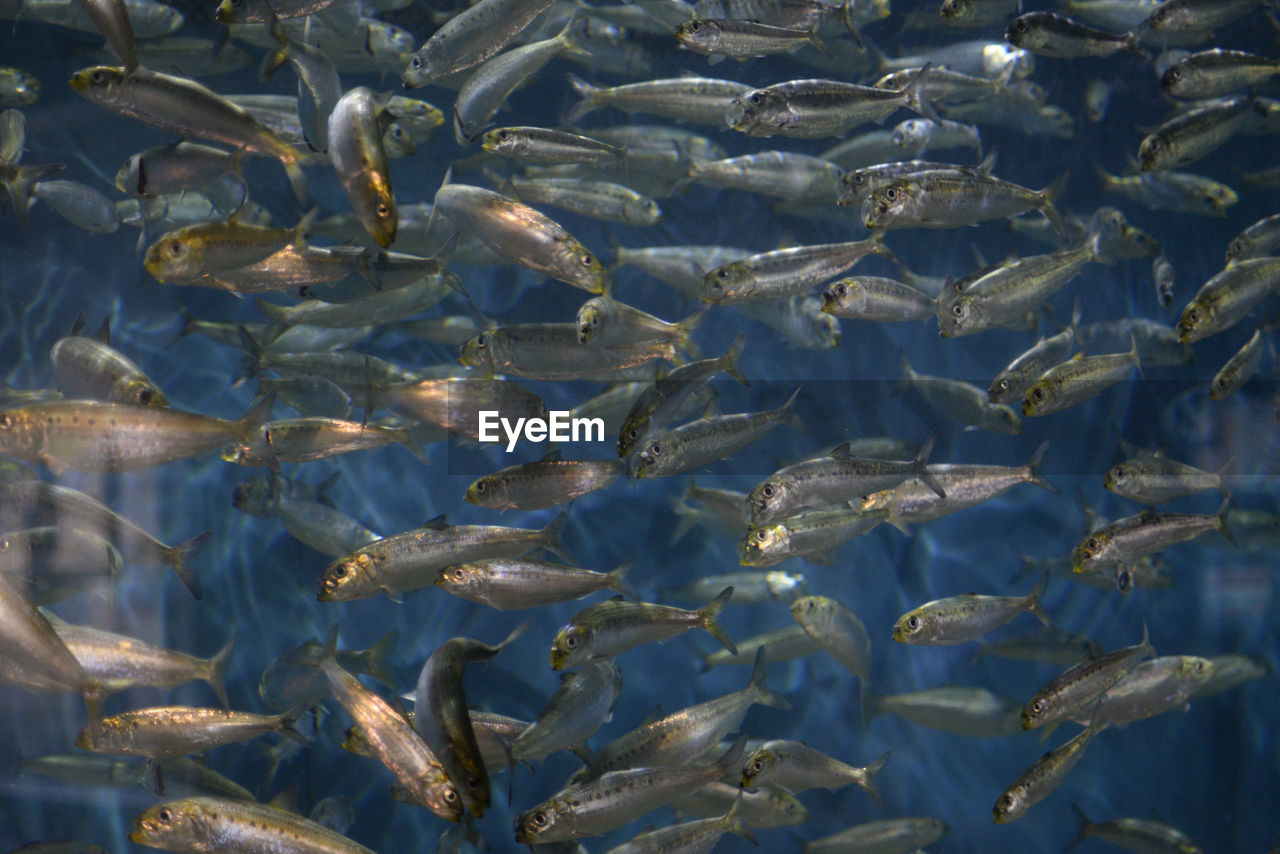 School of fish in "sandy shores" exhibit at oregon coast aquarium.