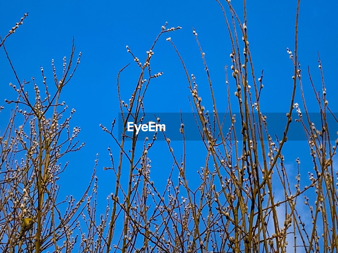 CLOSE-UP OF PLANTS AGAINST CLEAR BLUE SKY