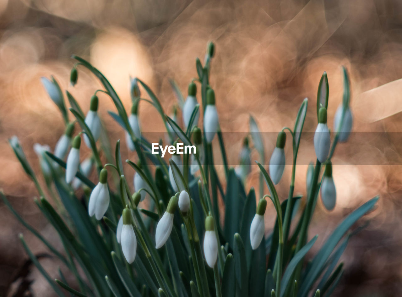 Close-up of flowers blooming outdoors