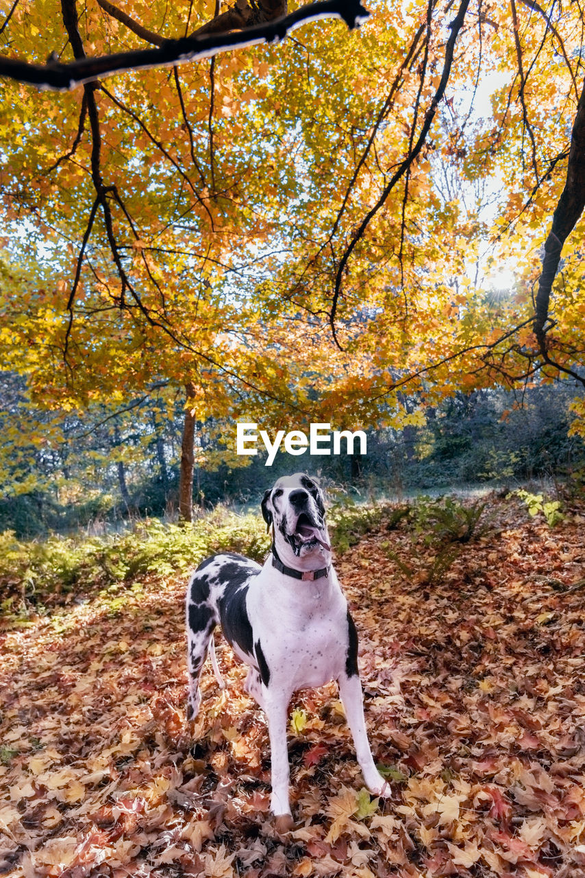 Portrait of dog standing in forest