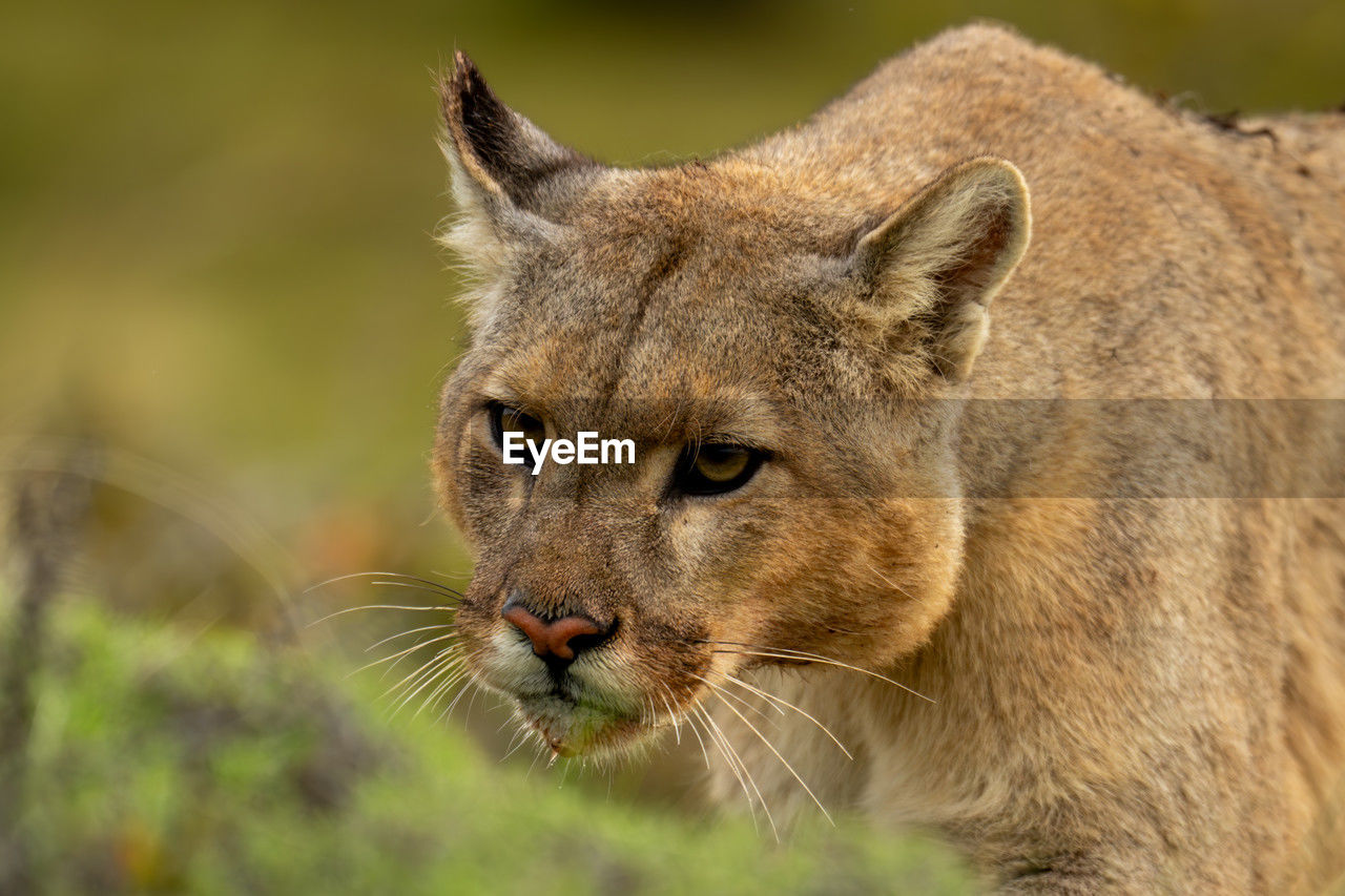 close-up of lioness looking away