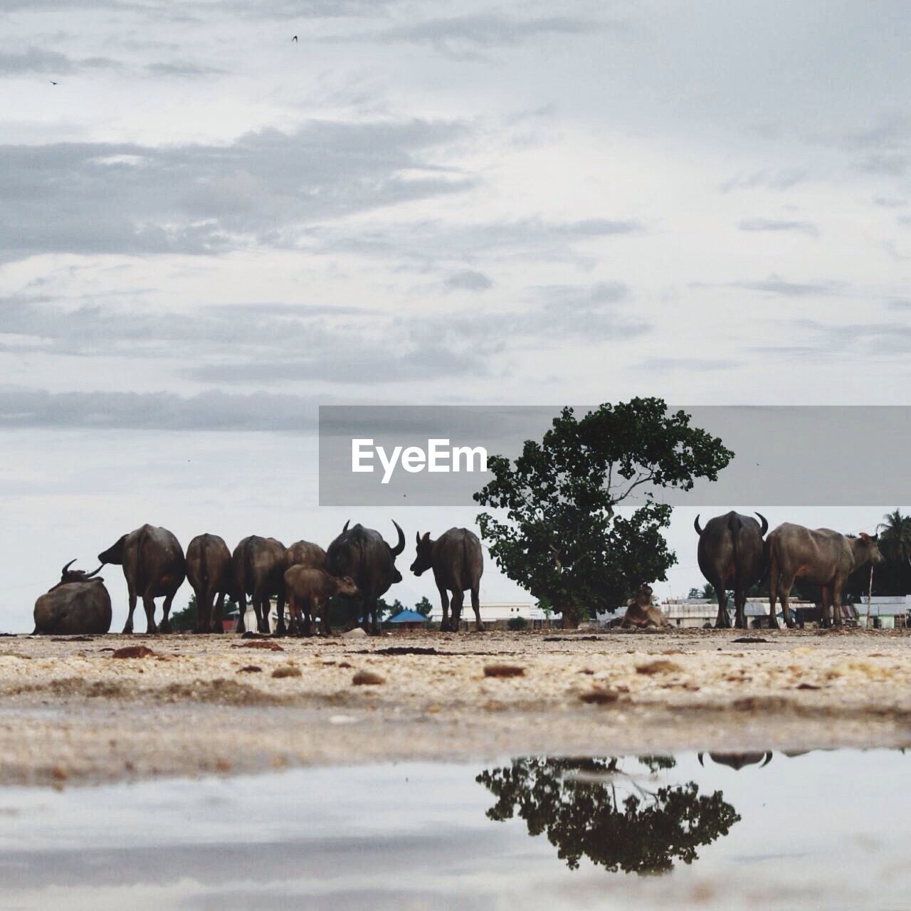 Water buffaloes on field