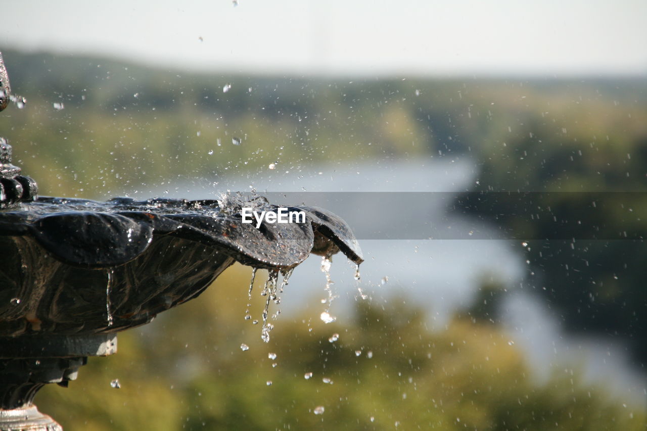 CLOSE-UP OF BIRD ON A WATER