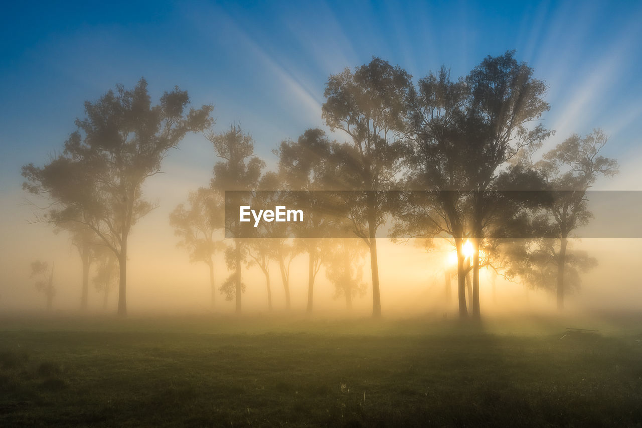 Trees on field against sky during sunset