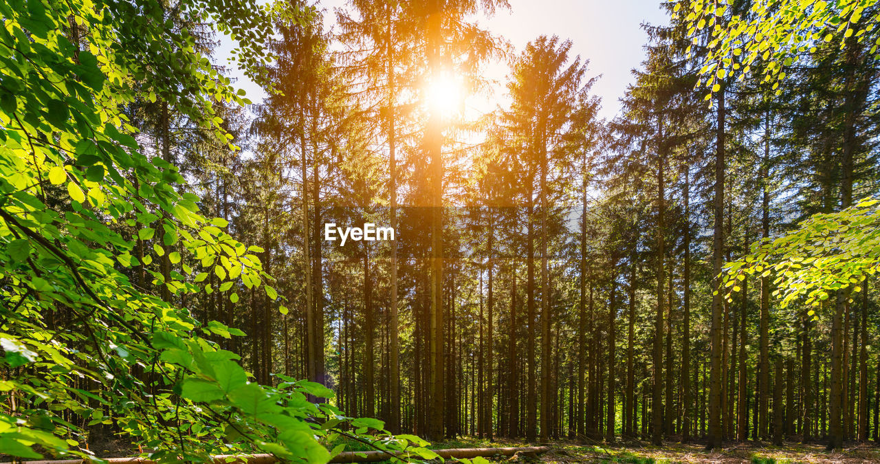 SUN STREAMING THROUGH TREES IN FOREST