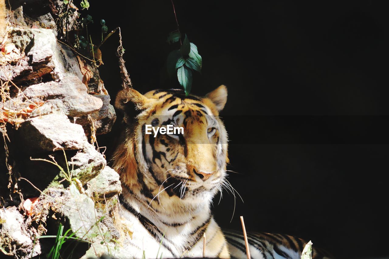 CLOSE-UP OF A CAT IN ZOO