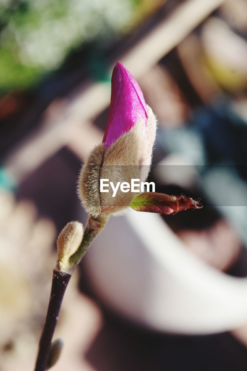 CLOSE-UP OF FRESH PINK FLOWER BUD