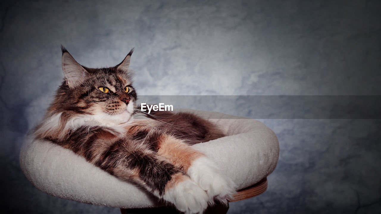 Close-up of cat sitting against wall