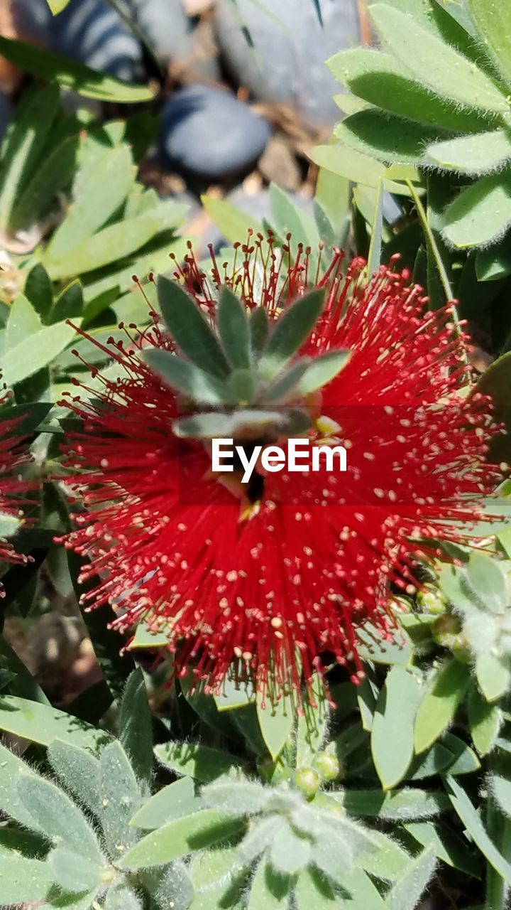 CLOSE-UP OF RED HIBISCUS BLOOMING PLANT