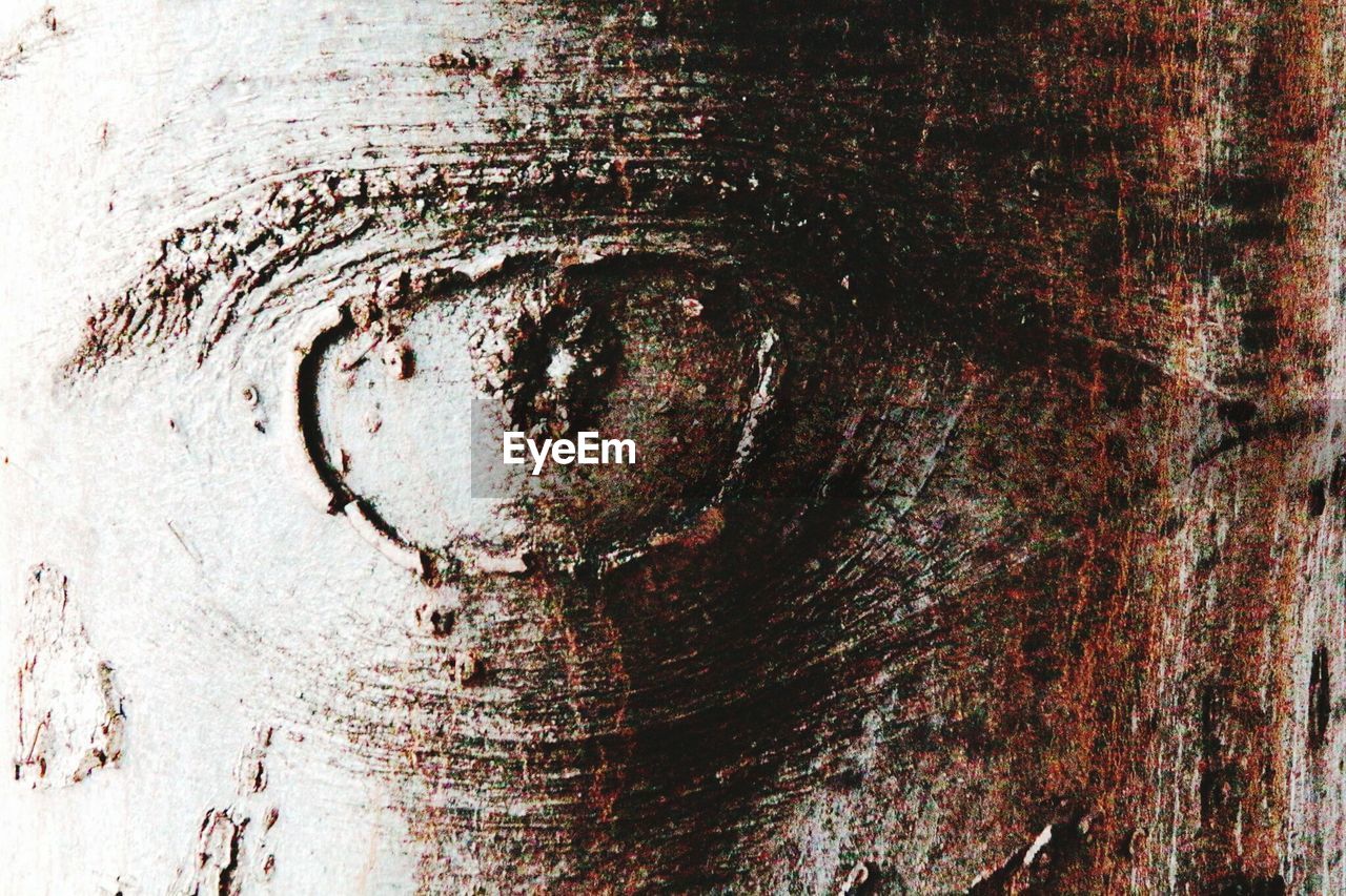 Detail shot of natural pattern on tree