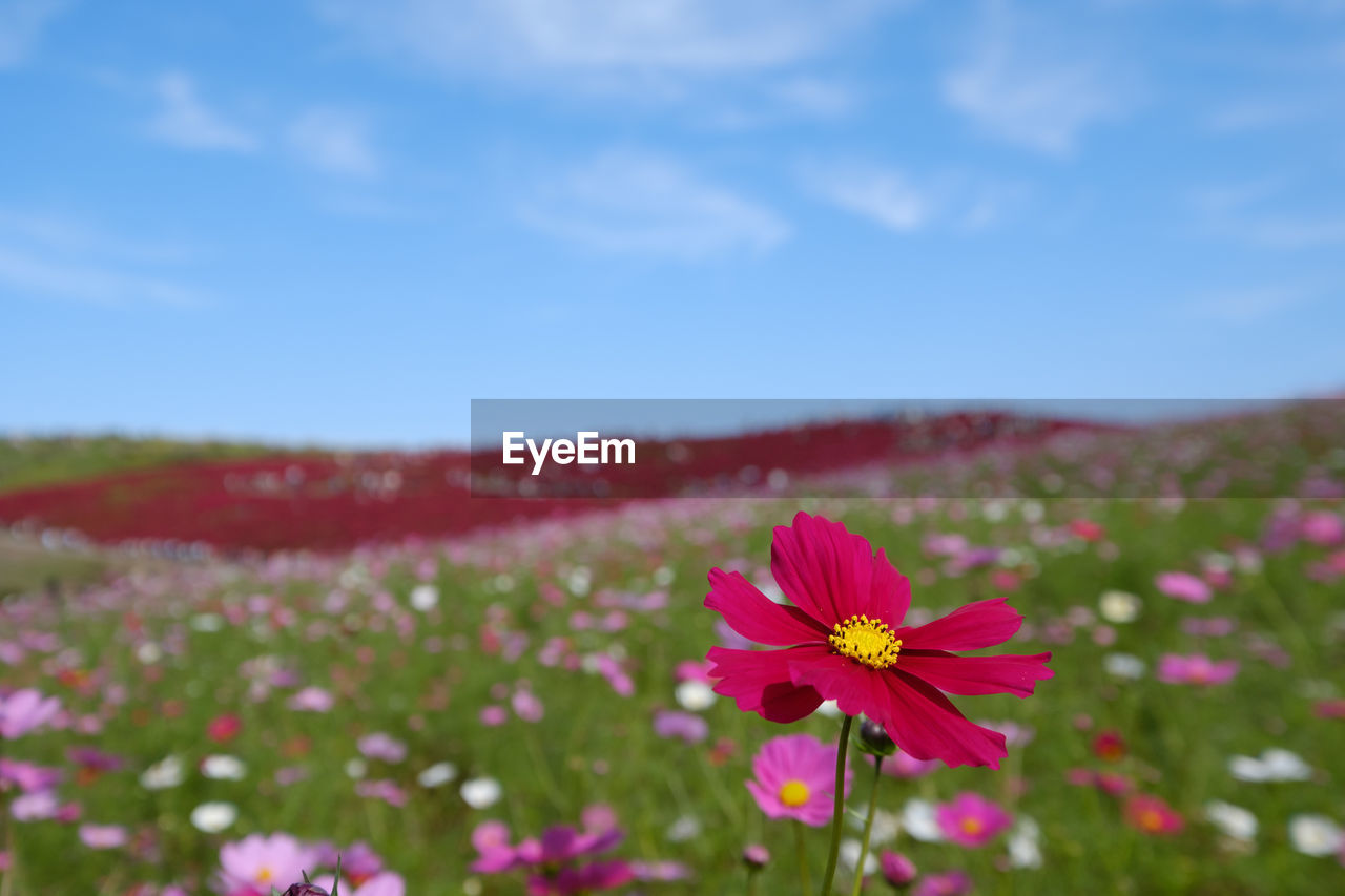 Close-up of red flower blooming on field against sky