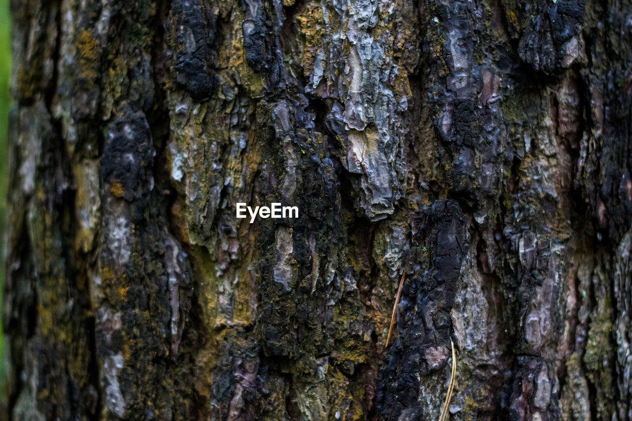 FULL FRAME SHOT OF TREE BARK