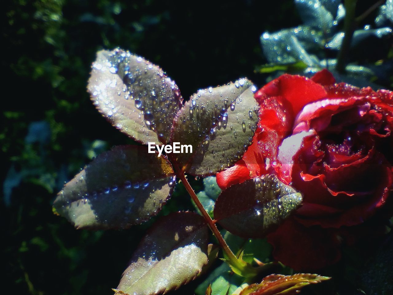 CLOSE-UP OF RED FLOWER WITH WATER