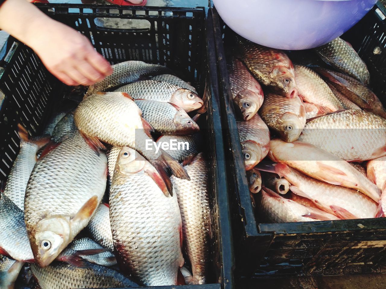 high angle view of fish for sale at market