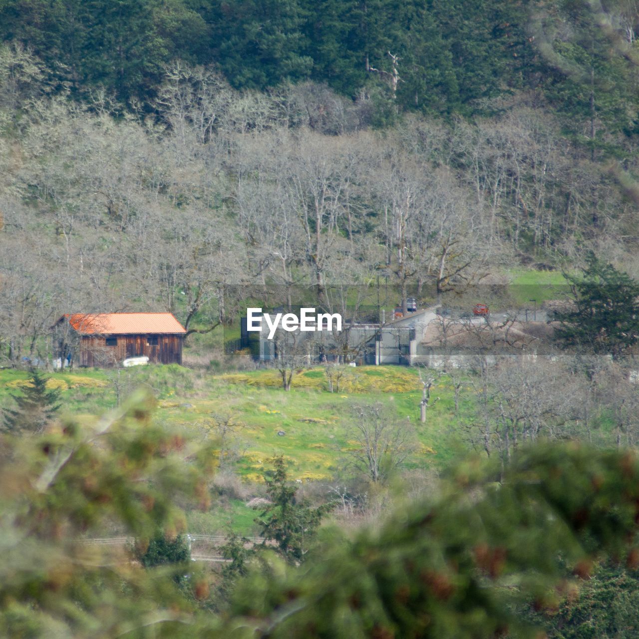 Houses on field against trees