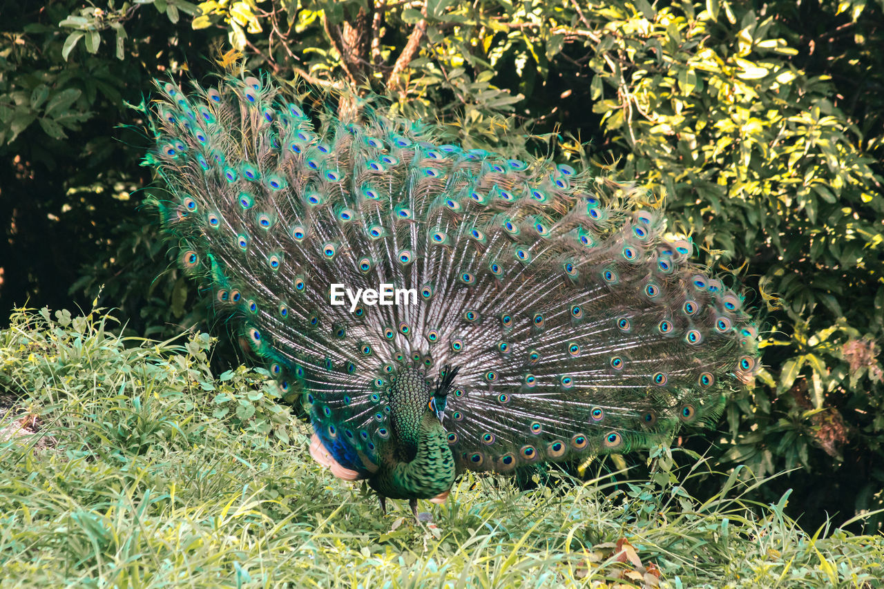 peacock, animal themes, animal, peacock feather, bird, fanned out, animal wildlife, one animal, wildlife, feather, beauty in nature, nature, no people, green, day, multi colored, plant, outdoors, showing off, grass, blue, animal behavior, showing, land, field