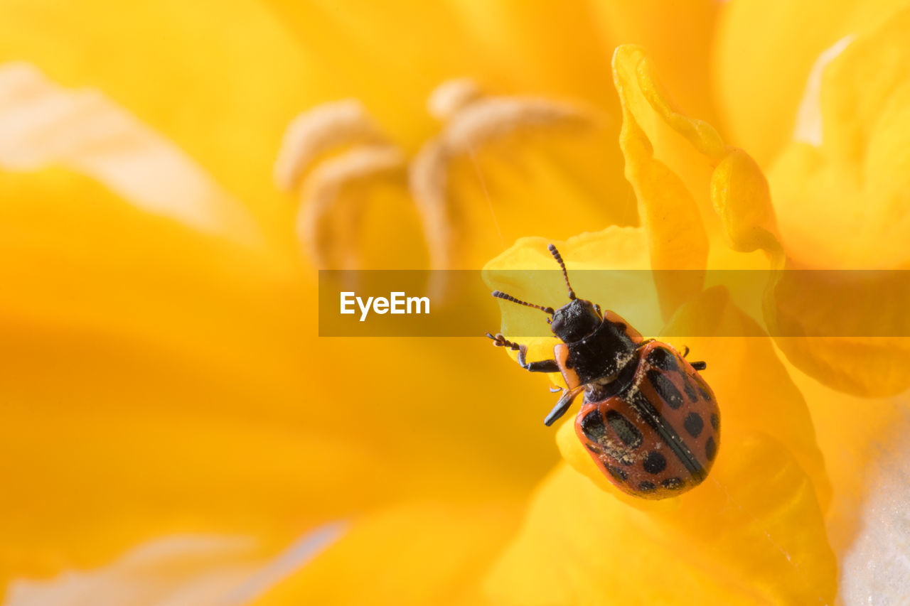 Close-up of ladybug pollinating on flower