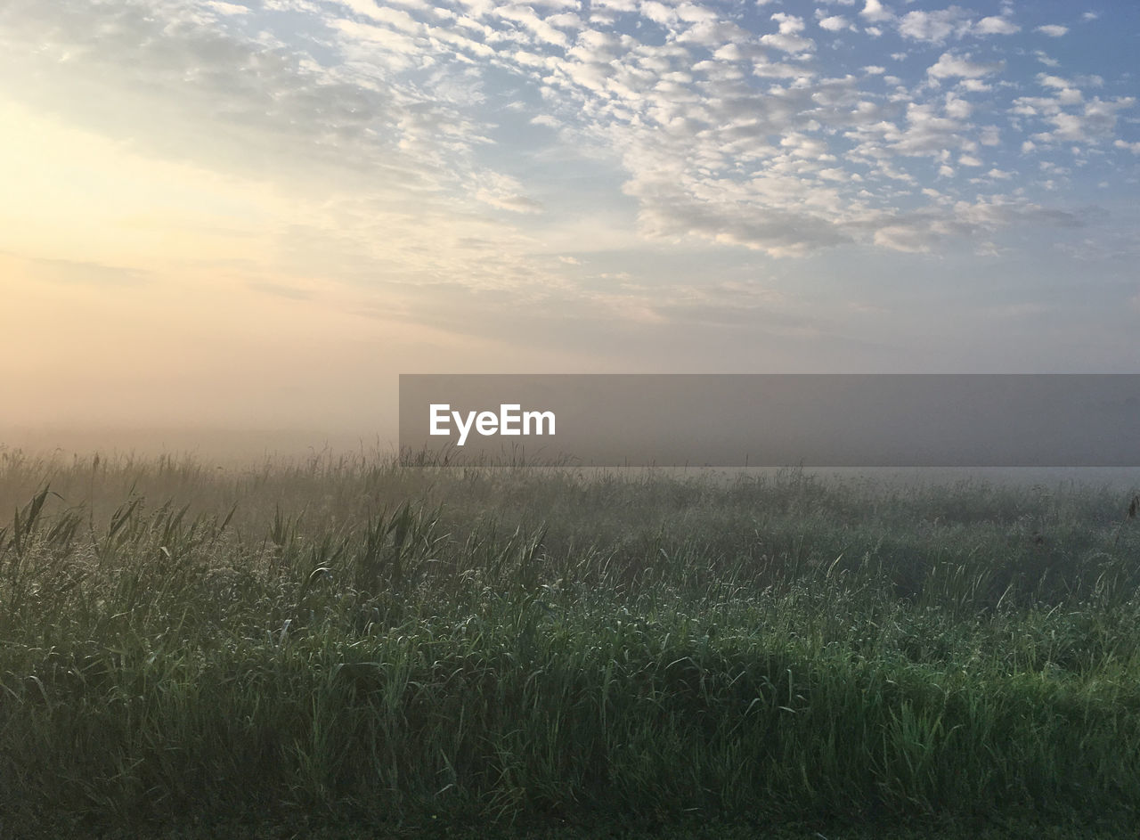 SCENIC VIEW OF AGRICULTURAL FIELD