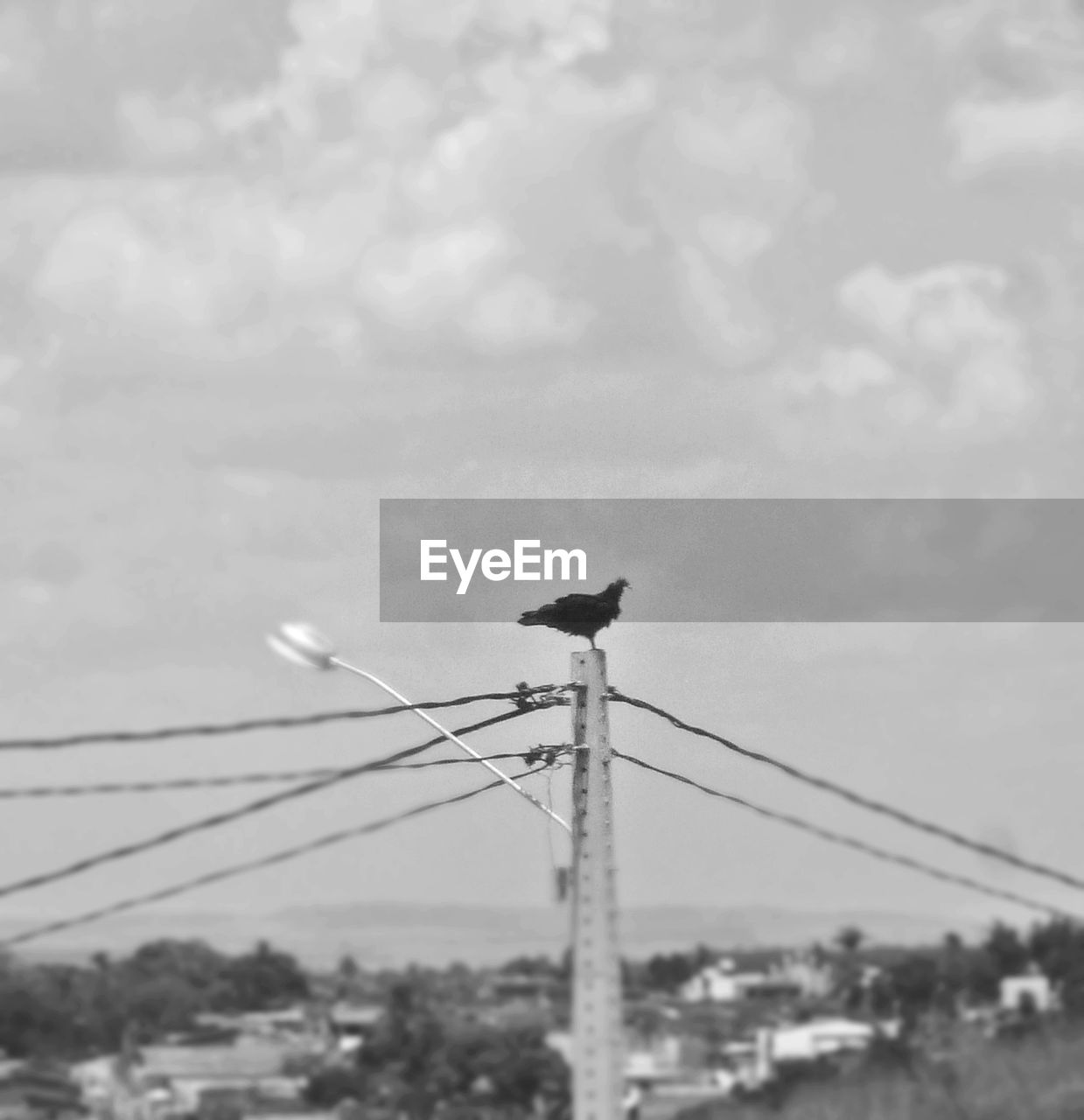 LOW ANGLE VIEW OF BIRD PERCHING ON CABLE