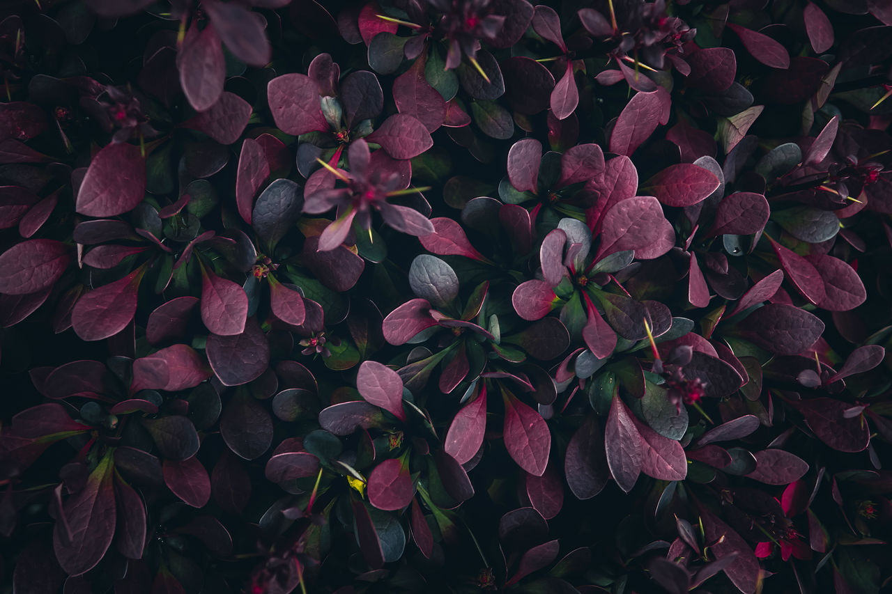 full frame shot of dry leaves