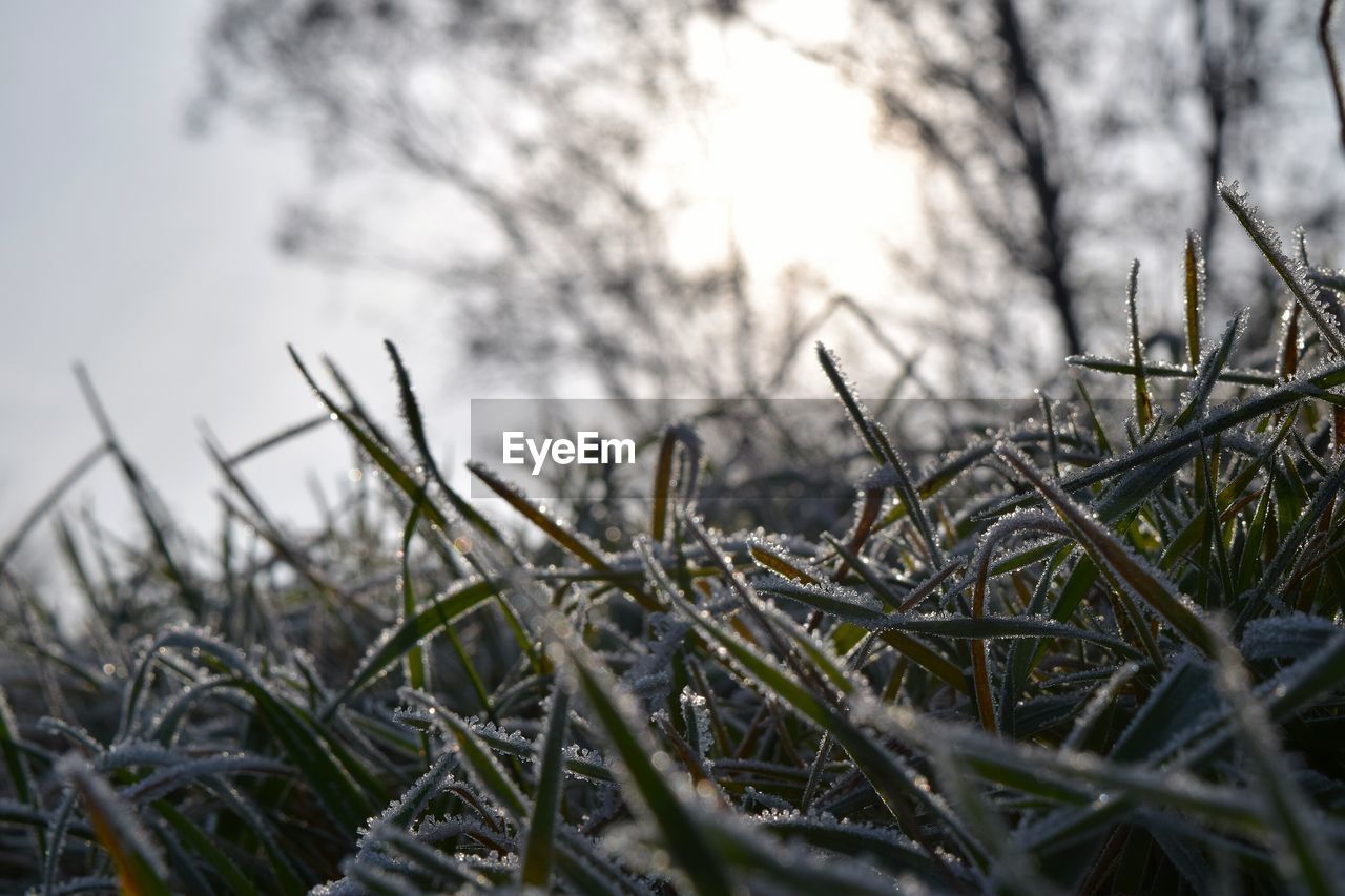 Close-up of grass on field during winter