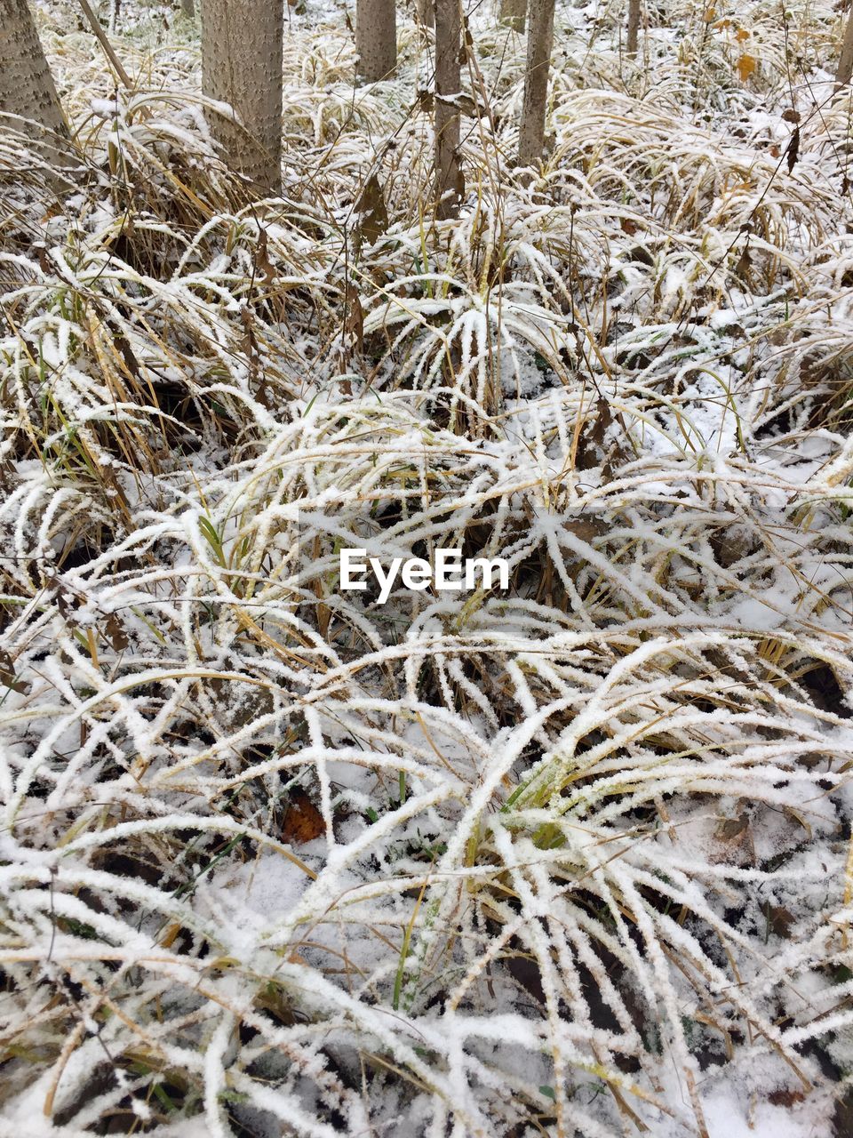 CLOSE-UP OF FROZEN PLANTS