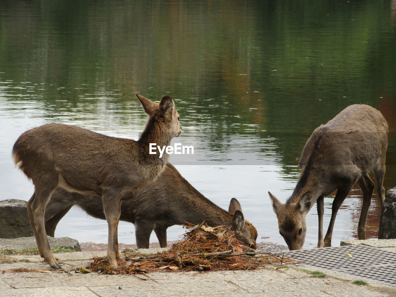 DEER STANDING ON RIVERBANK