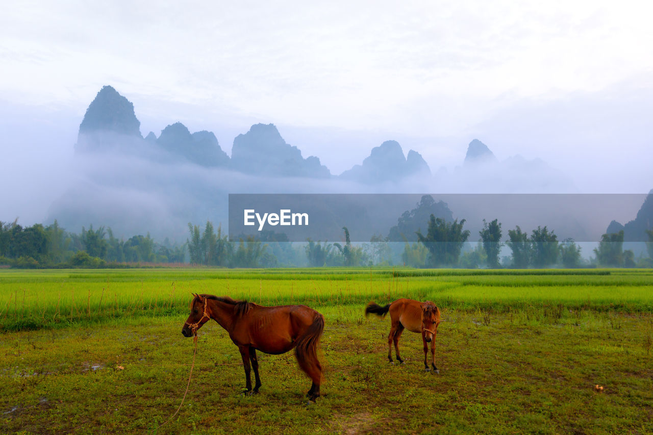 Horses in a field