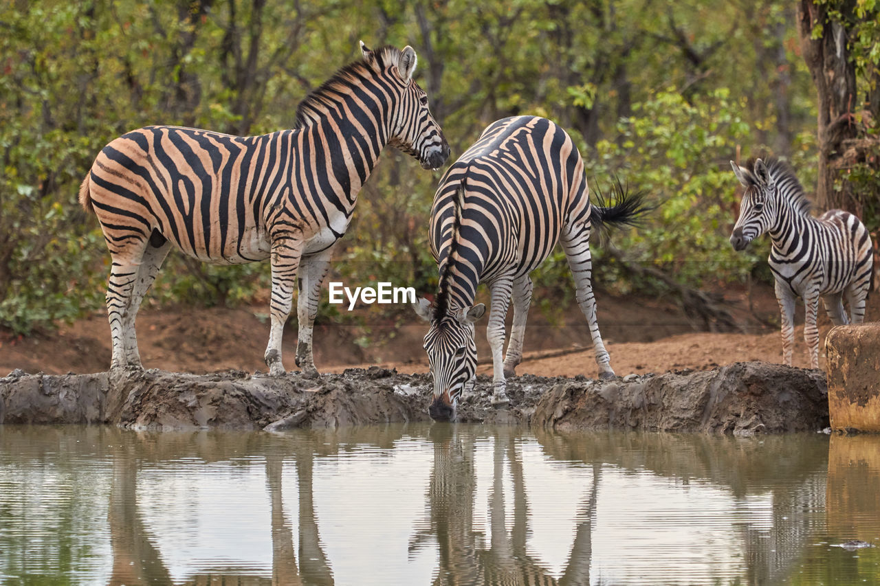 Herd of zebras drinking at a waterhole