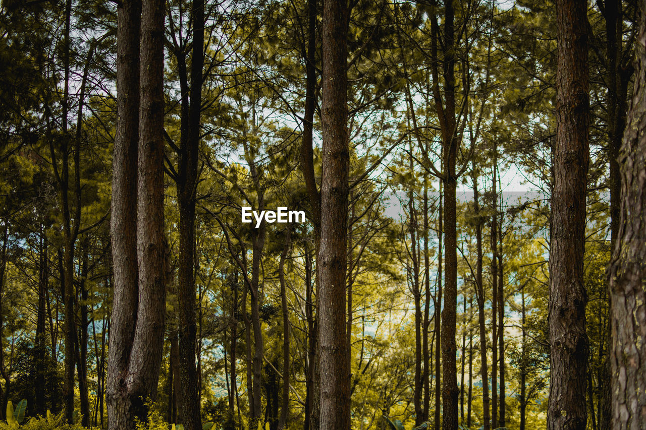 Low angle view of bamboo trees in forest