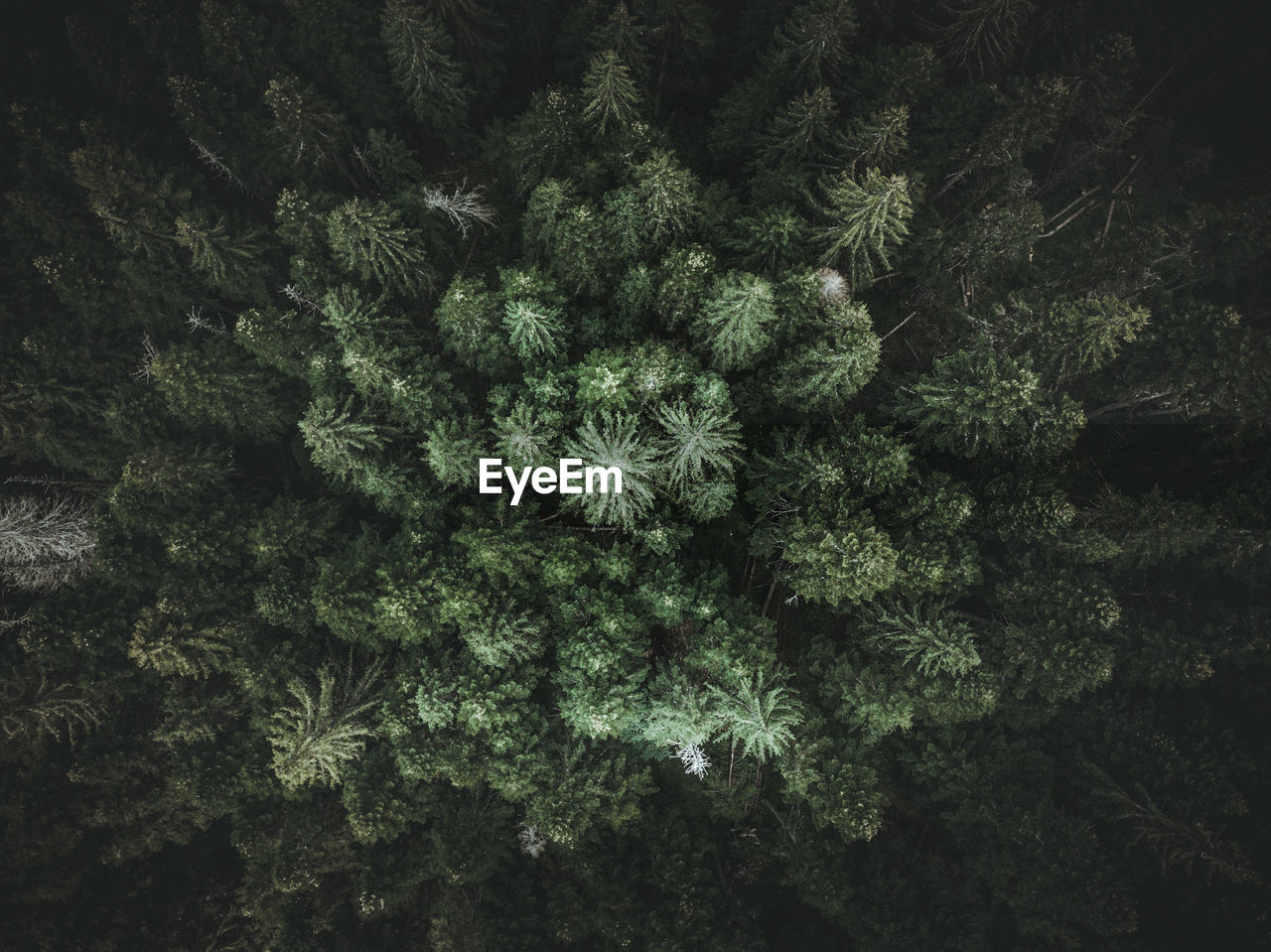 Aerial view of trees