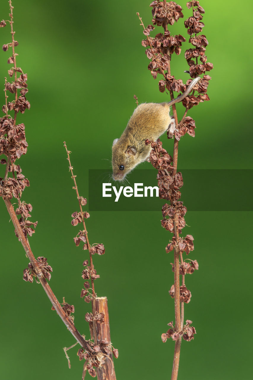 Harvest mouse  close-up