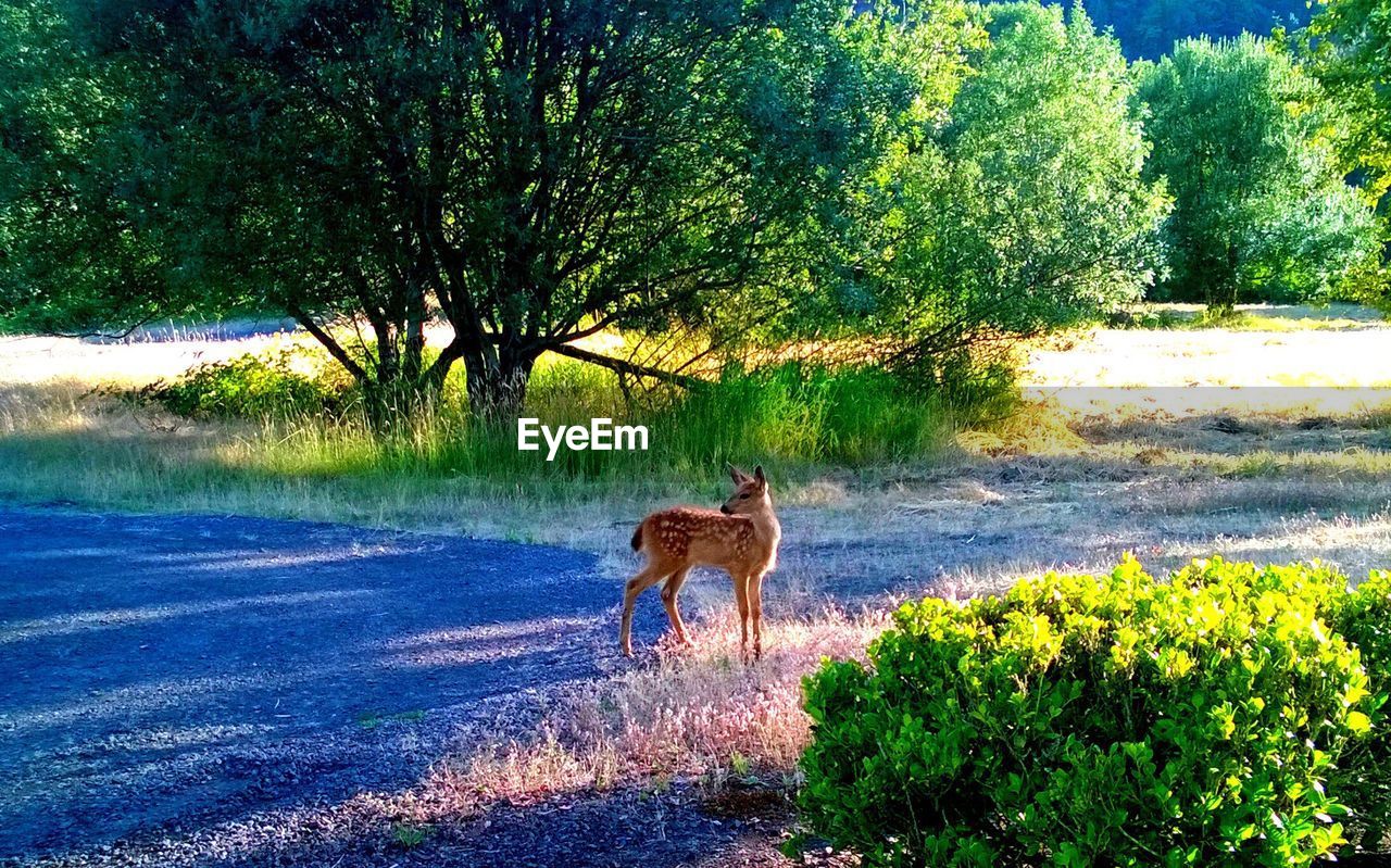Deer  standing on grass