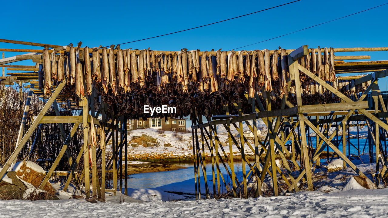 Cod, stockfish hanging to dry on the drying racks in svolvaer