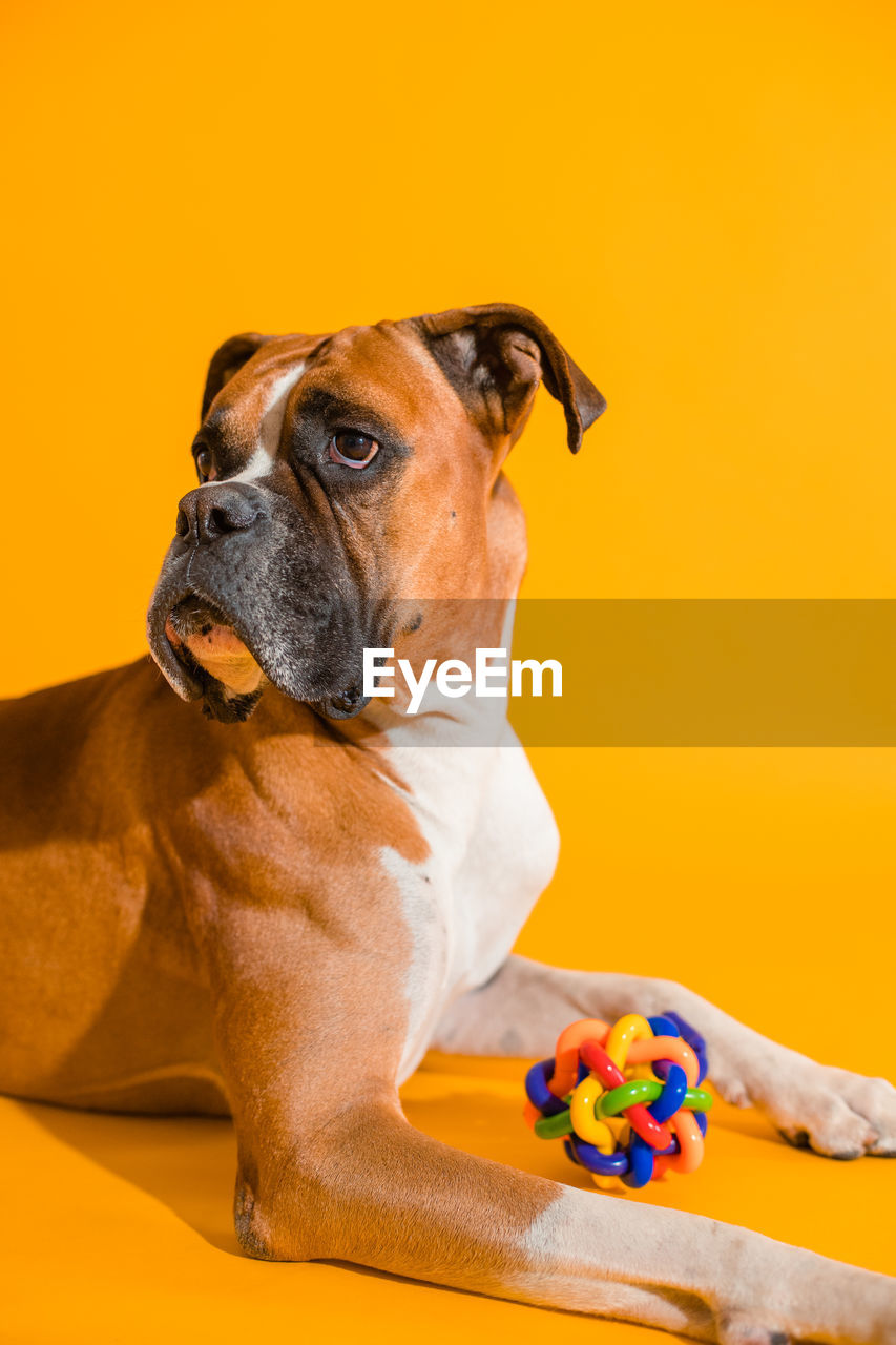 Close-up of a boxer dog looking away against a yellow backdtop