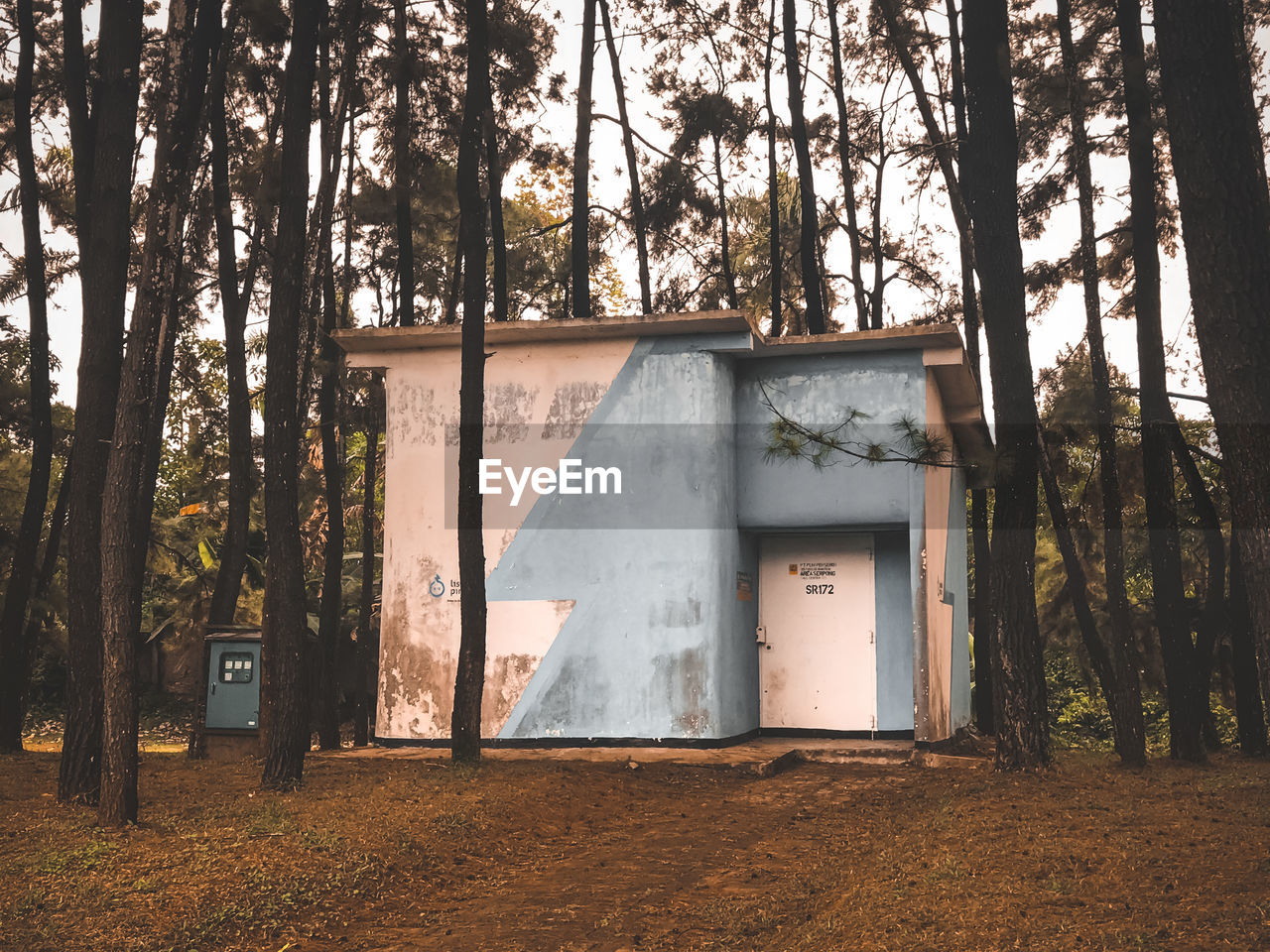 VIEW OF TREES IN FOREST