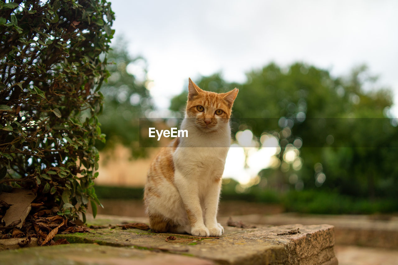 PORTRAIT OF A CAT ON A TREE